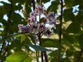 Paulownia fortunei IMG_4539 Paulownia Fortunei